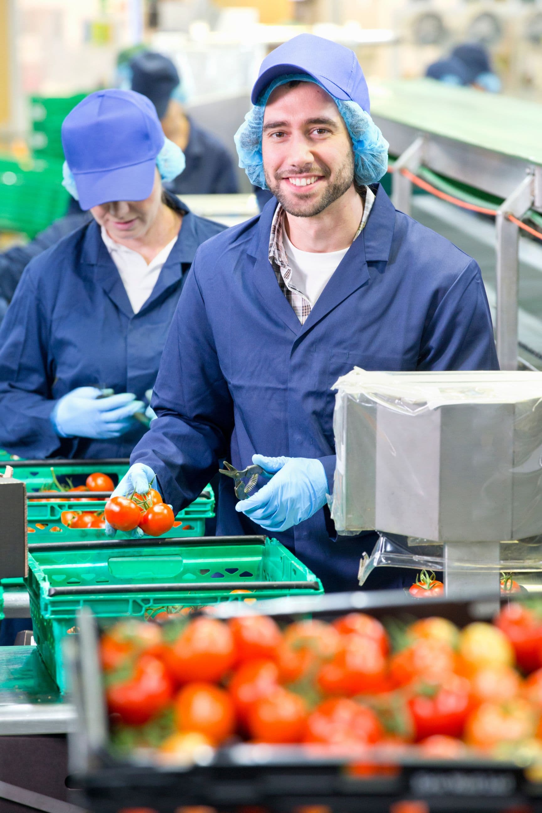 Trabajadores procesando tomates en una planta de alimentos